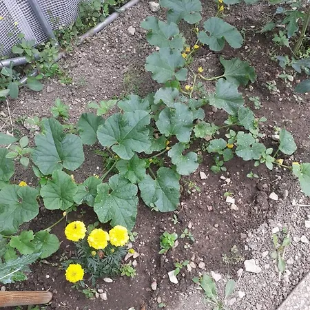 La Maison De Caro 3* Houdelaincourt